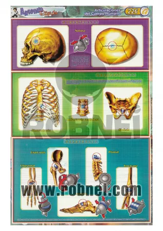 Articulaciones Del Cuerpo Humano
